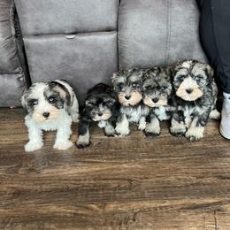 Miniature Schnauzer puppies from Johnson Family Paws