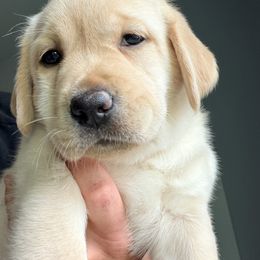 Girl 1 - Yellow female Labrador Retriever puppy in Florida from Kanaloa Labs