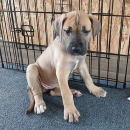 Lobelia - Fawn female Great Dane puppy in Marshall, Michigan from Dream K9