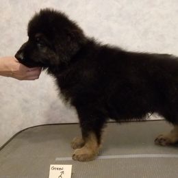 German Shepherd Puppies from Deestraum German Shepherds