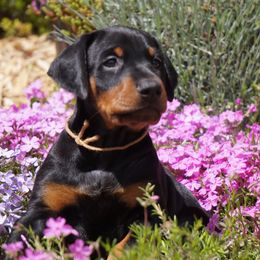 Doberman Pinscher Puppies from Laurel Vail