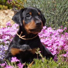 Doberman Pinscher Puppies from Laurel Vail