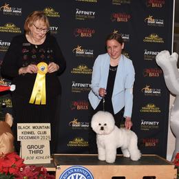 Jubilee - Bichon Frise