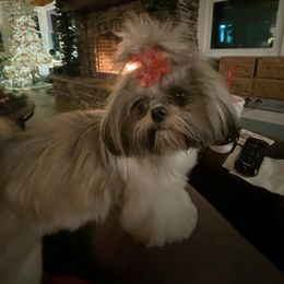 Shih Tzu Puppies from Grandma Ts Precious Puppies
