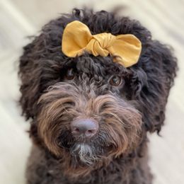 Poppy - Australian Labradoodle