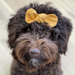 Poppy - Australian Labradoodle