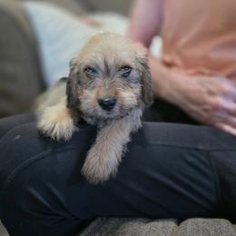 Sleepy - Wild boar male Dachshund puppy in Lynn, Indiana from StorSma Farms