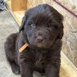 Dora - Brown female Newfoundland puppy in Goodhue, Minnesota from Claypits Newfoundlands