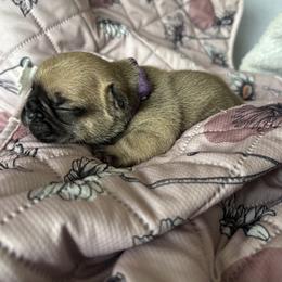 American Bulldog, French Bulldog, and Rat Terrier Puppies from DF's Unlimited Ruff