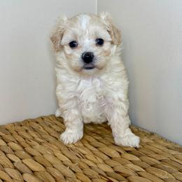 Yoda - F1B Toy Maltipoo - Cream male Companion Cross puppy in Morehead, Kentucky from Paw Perfect Pets