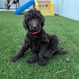Sapphire - Chocolate female Labradoodle puppy in Newark, Ohio from Raising Doodles