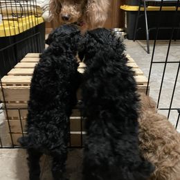 Poodle Puppies from Grandy’s Pretty Poodles