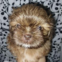 Hooper - Liver and white male Shih Tzu puppy in Arcadia, Florida from Kitsune Cuddles and kisses