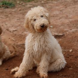 Rudolph - Cream male Goldendoodle puppy in Westminster, South Carolina from Goldendoodlepuppiessc