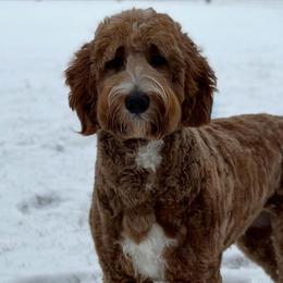 Hope - Goldendoodle
