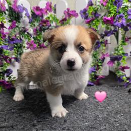 R1 - Red female Pembroke Welsh Corgi puppy in Jacksonville, Texas from ArmnalegRanch LLC