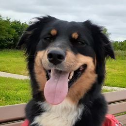 Charlie - Australian Shepherd