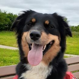 Charlie - Australian Shepherd