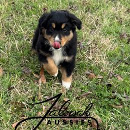 Amos - Blue tri male Toy Australian Shepherd puppy in Lumberton, Mississippi from Talowah Aussies