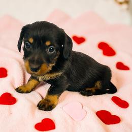 Chloe - Black and tan female Dachshund puppy in Magnolia, Texas from Carrie’s Countryside Dachshunds