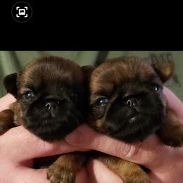Brussels Griffon Puppies from Brussels and Broodle's and Shiffon's oh my