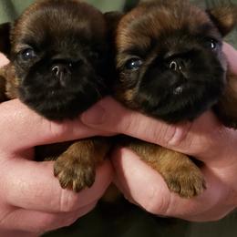 Brussels Griffon Puppies from Brussels and Broodle's and Shiffon's oh my