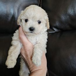 Ruddy - Cream male Poodle puppy in Mapleton, Utah from Caboodles Of Poodles