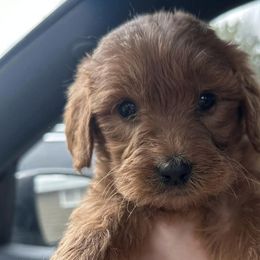 Goldendoodles from Gingers pups