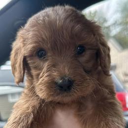 Goldendoodles from Gingers pups