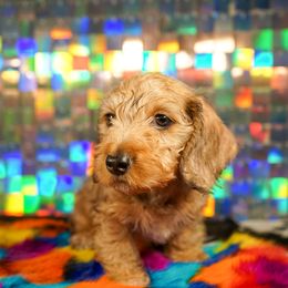 American Corgi, Dachshund, and Pembroke Welsh Corgi Puppies from Shining A Lowriders & Co.