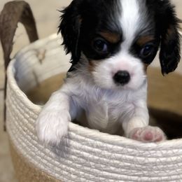 Sam I Am - Tri-color male Cavalier King Charles Spaniel puppy in Gilbert, Arizona from Mayflowers Cavalier Spaniels