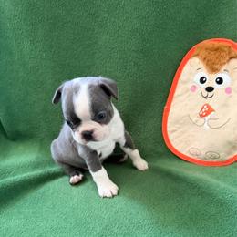 Marshall - Blue male Boston Terrier puppy in Lake City, Florida from RuckerRun Boston Terriers