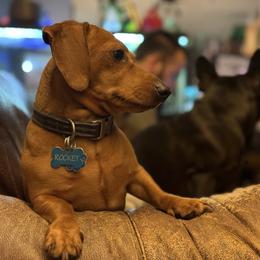 Rocket - Dachshund