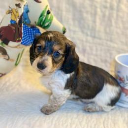 Whiskey - Piebald male Dachshund puppy in Hensley, Arkansas from The Dachshund Barn