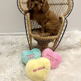 Cavalier King Charles Spaniel Puppies from Echo Valley Cavaliers