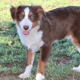 Ron Weasley - Red tri male Miniature Australian Shepherd puppy in Levelland, Texas from Once Upon a Time Aussies