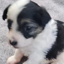 Maltipoos from North Star Kennel