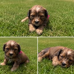 Aussiedoodle, Bernedoodle, Cavapoo, Goldendoodle, and Newfypoo Puppies from Haaspawz