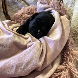 Iris - Black female Labrador Retriever puppy in Sweet Home, Oregon from Knotty Creek Labradors
