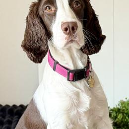October - English Springer Spaniel