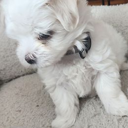 Maltese Puppies from Arizona Maltese Gems