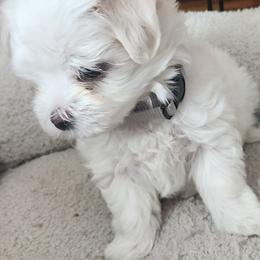 Maltese Puppies from Arizona Maltese Gems