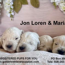 Golden Retriever Puppies from Red Sky Ranch