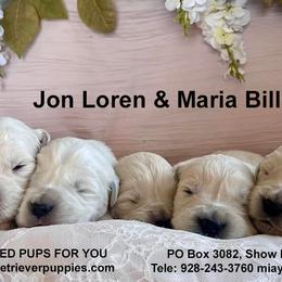 Golden Retriever Puppies from Red Sky Ranch