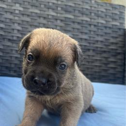 Girl 4 - Fawn female Cane Corso puppy in Perris, California from P1 Family Canines