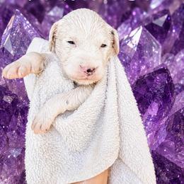 Amethyst - White and black female Dalmatian puppy in Bremen, Georgia from Clark’s Dalmatians