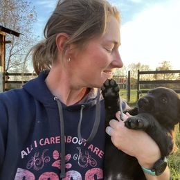 Aragog - Labrador Retriever puppy from Blue Ridge Canine