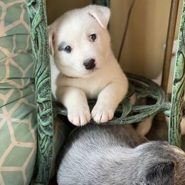 Australian Cattle Dog Puppies from Foxglove Field Farm
