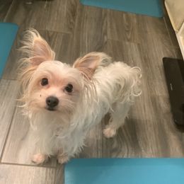 Toby - Yorkshire Terrier