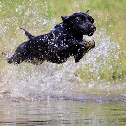 Jett - Black male Labrador Retriever puppy in Strafford, New Hampshire from Alley Rock Labradors, LLC
